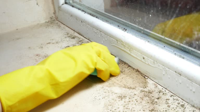 Trusted Eleele, HI Mold Removal Experts